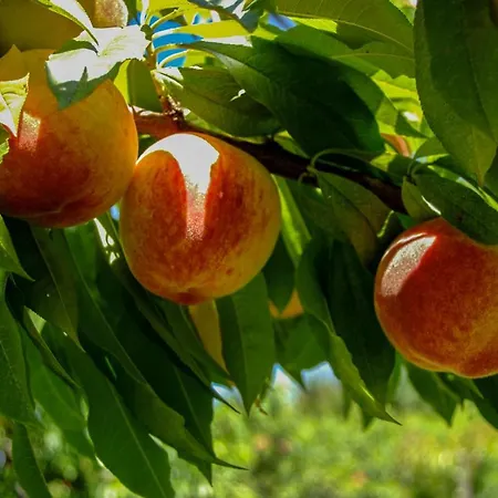 Pesaulhe Bed and Breakfast Monein