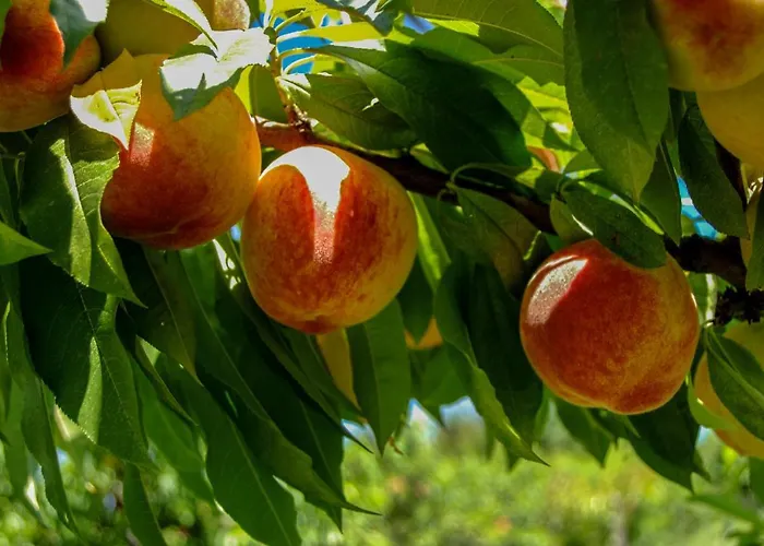 Pesaulhe Panzió Monein